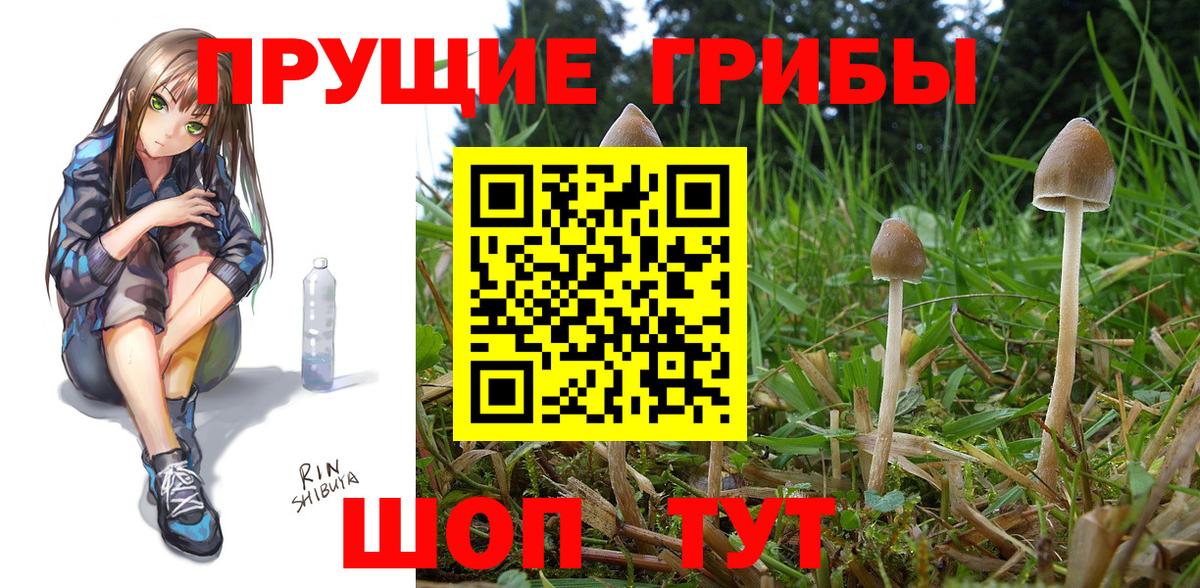 Псилоцибиновые грибы Psilocybine cubensis Ипатово